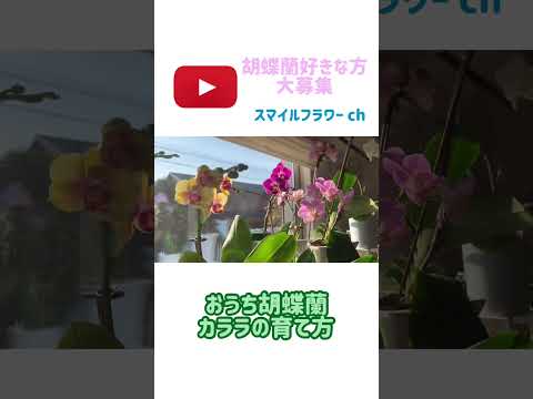 ケイキを失敗せずに育てるには？新しい蘭を育てる正しい方法  庭園