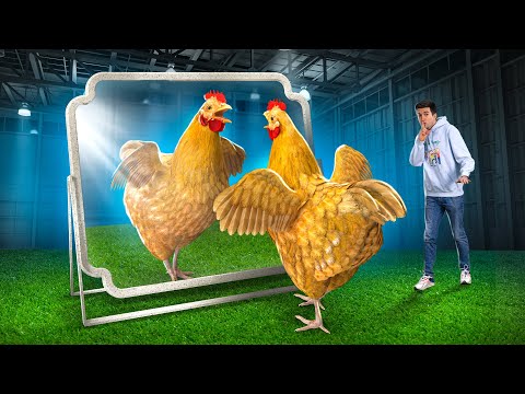 AM PUS O GAINA IN FATA OGLINZII. REACTIE NEASTEPTATA !!!