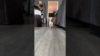 Video preview image #1 Jack Chi Puppy For Sale in Holly Springs, NC, USA