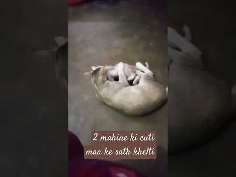 #cat #comedyvideos cuti ka