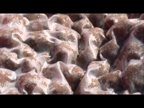 Dana Cup 2014 Healthy food for strong players