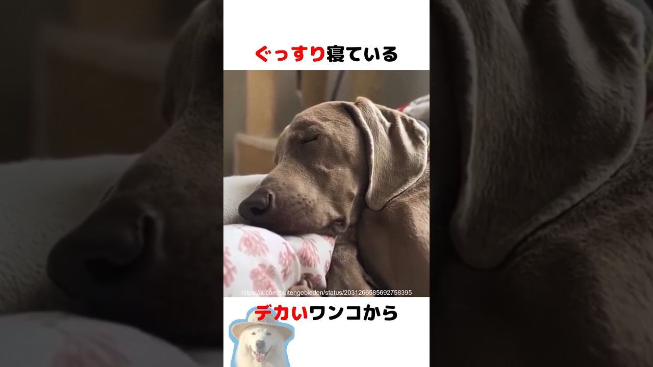 イビキをかくワンコ