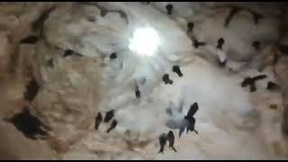 Download lagu 👉suara asli walet goa mp3 Download lagu 👉suara asli walet goa mp3