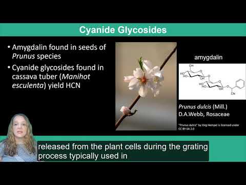 Plant Secondary Metabolism: Terpenoids, Lectins and Glycosides - YouTube