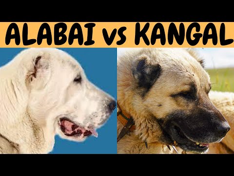 ALABAI vs KANGAL dogs!  What are the similarities and the differences?