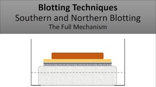 The Principle of Southern Blotting and Northern Blotting, Blotting Techniques, The Full Mechanism