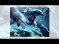 Слайд шоу из фото - Киты и дельфины 