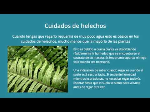 , title : 'Cuidados helechos | Como cuidar'