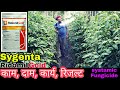 Ridomilgold Systemic Fungicide Sygenta Ridomilgold Fungicide Sygenta PraveenThakur