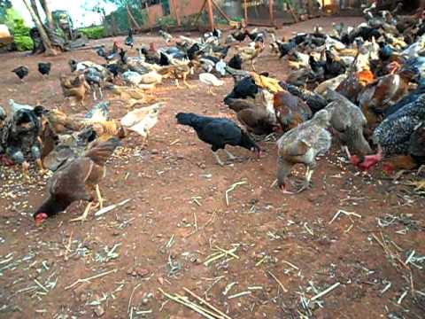 Criação galinha caipira