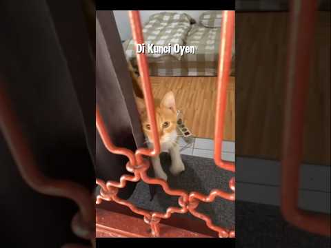 Di Kunci Oyen #shorts #cat #kucing #animals #funny #pets #kitten #lucu
