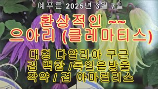 25년3.7) 환상적인 으아리(클레마티스) /대형 다알리아 뿌리/ 독일은방울/ 겹백합