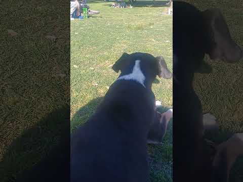 Parque Saavedra el domingo 19/10/25 a las 17:09 horas, Buenos Aires...