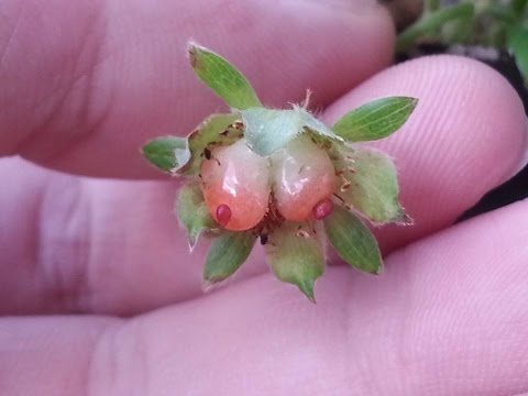 Stawberry Plant With Boobs