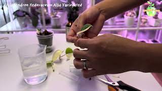 Propagating Philodendron Hederaceum Albo | Growing Daily