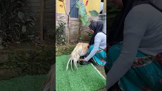 Download lagu ayam bangkok ekor lidi kawin duduk #ayam  #ayambangkokekorlidi #cewekmainayam #chicken #fypシ゚viral mp3