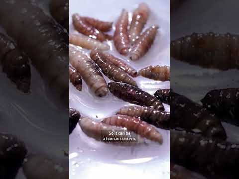 Video Thumbnail: USDA's genetically modified 'NovoFly' targets screwworm