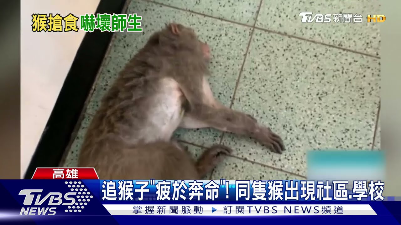 大猴子闖教室!啃書皮、衛生紙 導師急鎖門