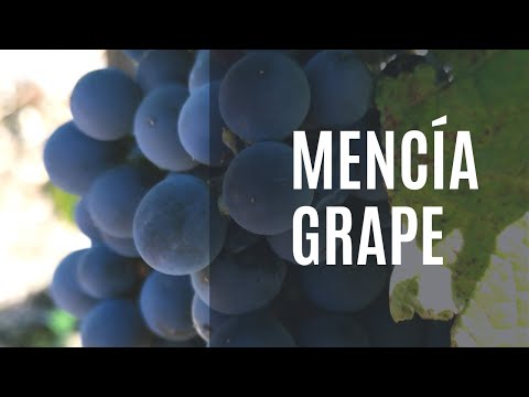 Mencía grape variety - Youtube