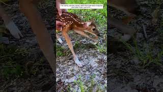 The family rescued a trapped fawn and then... #deer #babydeer #animals #rescue #animalshorts