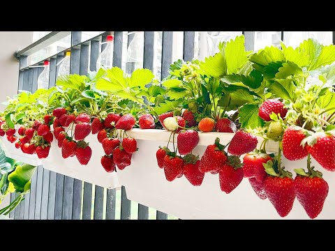 Growing Strawberries at home is easy, big and sweet if you know this method