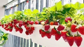Growing Strawberries at home is easy, big and sweet if you know this method