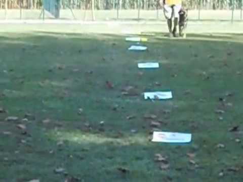 Rally Obedience CSEN - Lorenzo Breveglieri