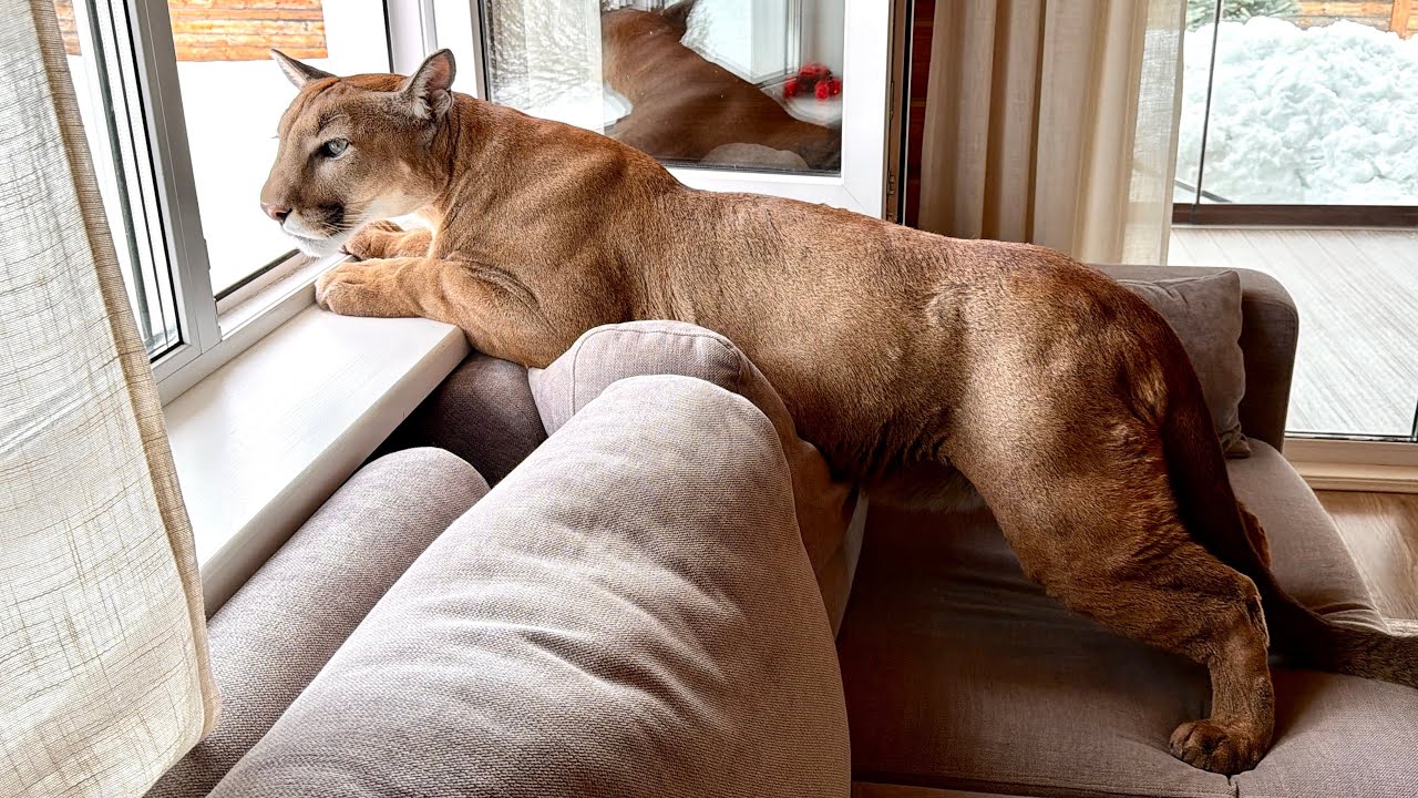 Месси требовательно орёт, что его накормили! Кот сутки был голоден!