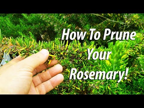 How To Grow Rosemary From Cuttings Two Ways BOTH Easy