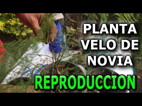 , title : 'Como reproducir y cuidar la planta velo de novia o helecho plumoso (Asparagus setaceus)'