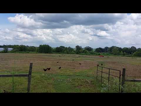 Just cutting the field.