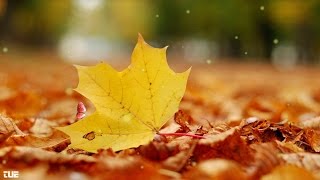 Download lagu Yao Si Ting - Betrayal -  - English version with Lyrics mp3