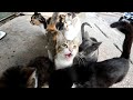 6 Very Hungry Cats Meowing Loudly