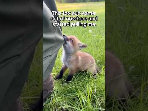 This Fox Cub Came Out of Nowhere 💔
