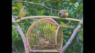 Download lagu PIKAT BURUNG MERBAH BELUKAR mp3