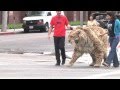 Saber Toothed Cat Struts Down Wilshire Blvd In L A And Comes Home To The Tar Pits
