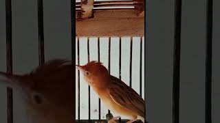 Download lagu Burung cici merah gacor #burung mp3