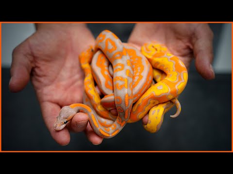 Most COLORFUL Ball Pythons... EVER?! — Wookie Coral Glow Clowns | #Hetflix 177