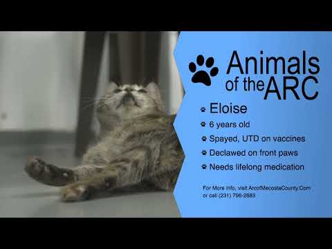 Animals of the ARC: Eloise