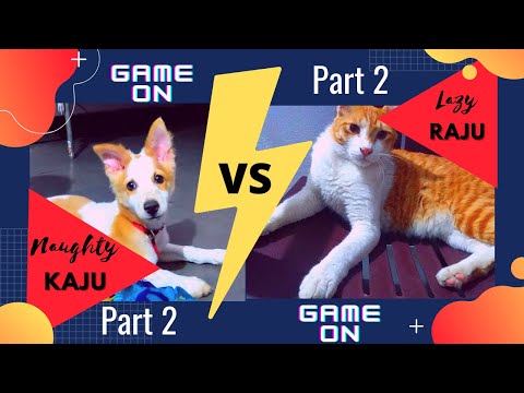 [PART 2] Naughty Kaju VS Lazy Raju, Dog trying to catch cat's tail, Cute Funny Dog and Cat Fight
