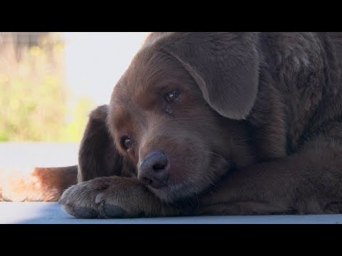 Aww! Oldest Dog EVER is Still Going Strong!