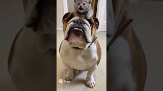 子猫とブルドッグその２(sora2生成動画) #dog #cute #kitten