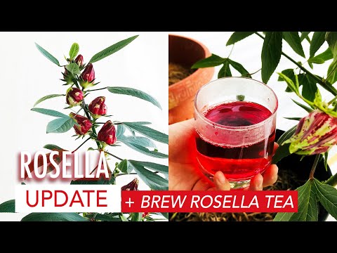 Update Rosella and Brewing Rosella Tea | Harvesting Rosella | Memanen Rosella