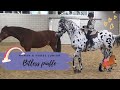 BITLESS PIAFFE WITH OUR STALLION NEVADA 🖤🔥🤍