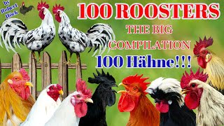 Download lagu The biggest roosters compilation - Crowing roosters of more than 100 heritage chicken breeds! CROW mp3 Download lagu The biggest roosters compilation - Crowing roosters of more than 100 heritage chicken breeds! CROW mp3