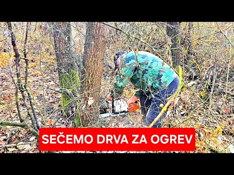 DRAGI CRNI SEČE DRVA U ŠUMI *besan*