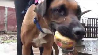 preview picture of video 'Pet of the Week: Anchor [3-year-old Labrador boxer mix]'