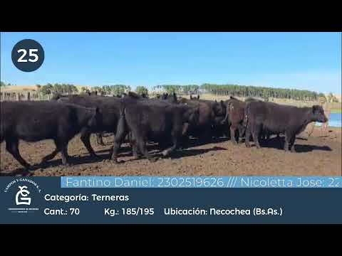 Lote Hembras - Necochea Bs As