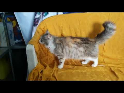 proTier e.V. - Dolcina