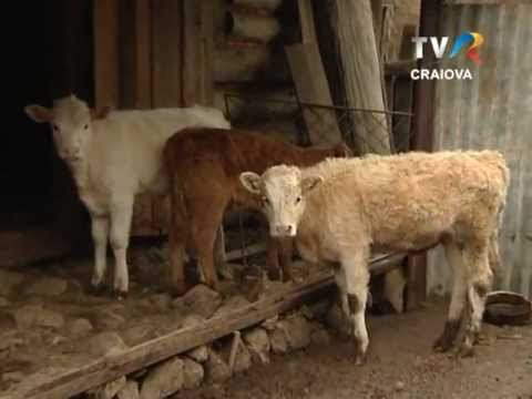 La pas, prin Oltenia - Stână Dubova